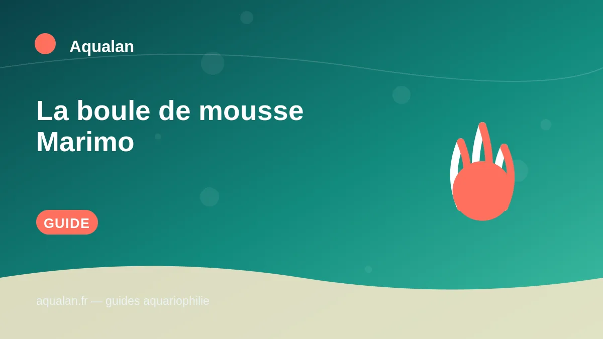 Illustration Aqualan : la boule de mousse marimo