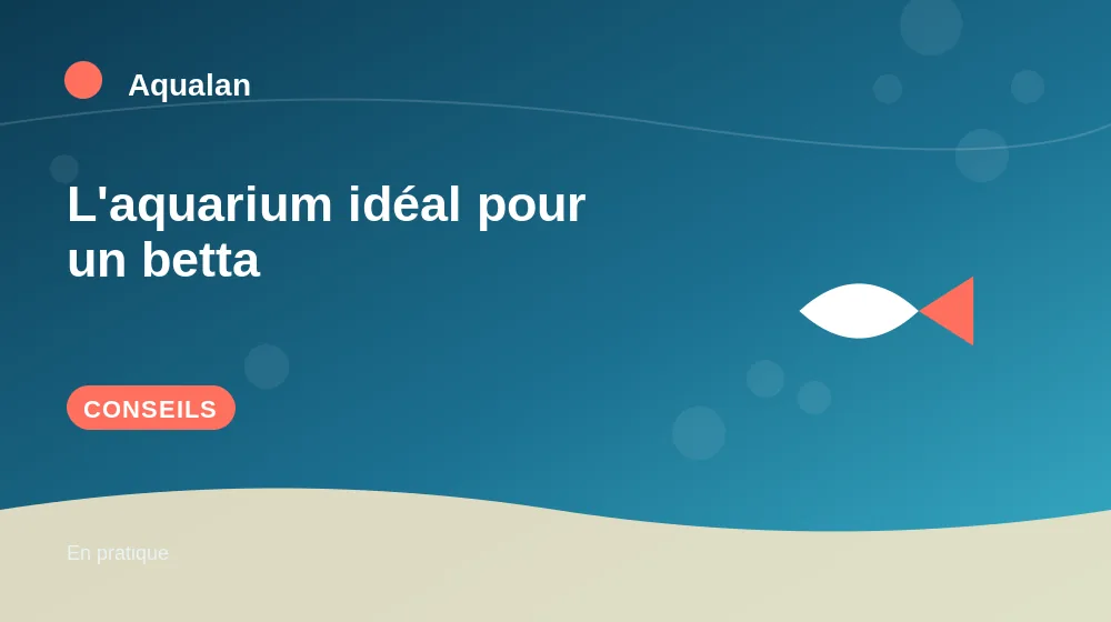 L'aquarium idéal pour un betta : conseils pratiques en illustration