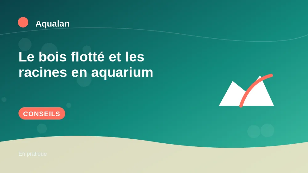 Le bois flotté et les racines en aquarium : conseils pratiques en illustration