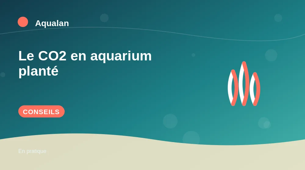Le CO2 en aquarium planté : conseils pratiques en illustration
