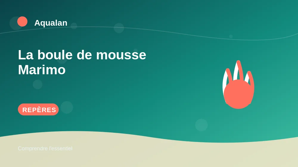 La boule de mousse Marimo : repères essentiels en illustration
