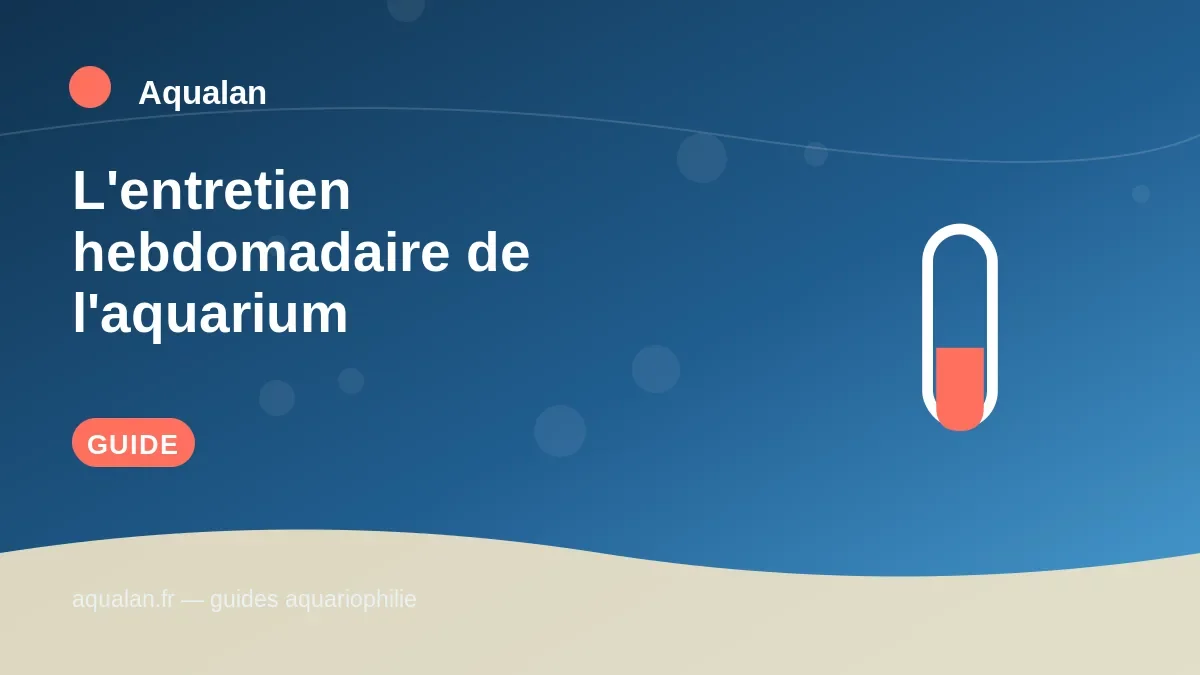 Illustration Aqualan : l'entretien hebdomadaire de l'aquarium
