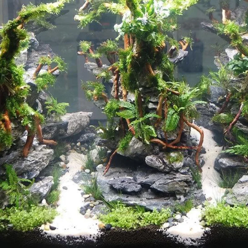 Bois flotté naturel, racine et tronc pour aquascaping