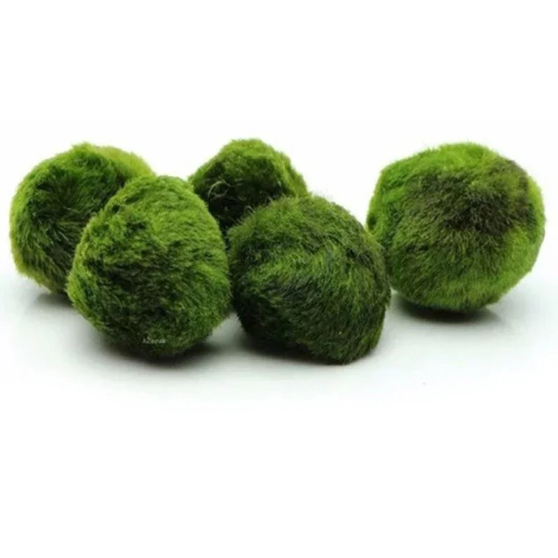 Boule de mousse Marimo, plante d'aquarium vivante